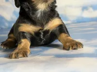 AKC DNA clear LH kinder, a male Miniature Dachshund for sale in Canton, OH – Photo 4 of 7