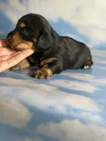 AKC DNA clear LH kinder, a male Miniature Dachshund for sale in Canton, OH – Photo 2 of 7