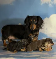 AKC DNA clear LH kinder, a male Miniature Dachshund for sale in Canton, OH – Photo 5 of 7