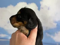 AKC DNA clear LH kinder, a male Miniature Dachshund for sale in Canton, OH – Photo 3 of 7