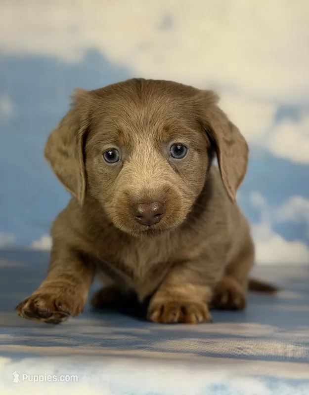 Aca lambchop LH DNA clear chic parents Isabella and tan  – Miniature Dachshund puppy for sale in Canton, OH