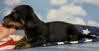 Akc panther LH DNA OFA, a male Miniature Dachshund for sale in Canton, OH – 2 of 8