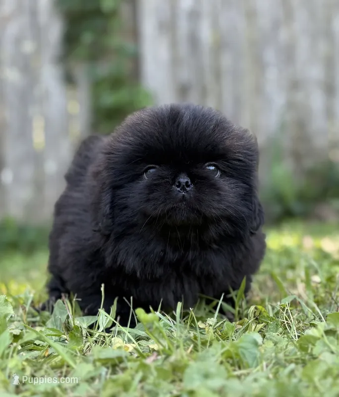 Cashmere DNA OFA  – Pekingese puppy for sale in Canton, OH