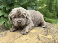 Puba DNA OFA, a male Newfoundland for sale in Canton, OH – 1 of 5