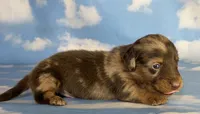 ACA Einstein LH PRA clear OFA Chic Parents, a male Miniature Dachshund for sale in Canton, OH – 4 of 8