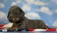 Akc piston blue and tan SH DNA OFA , a male Miniature Dachshund for sale in Canton, OH – 3 of 7