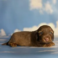 ACA Ruby dna OFA longhair , a female Miniature Dachshund for sale in Canton, OH – Photo 7 of 9