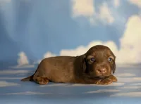 ACA Ruby dna OFA, a female Miniature Dachshund for sale in Canton, OH – Photo 7 of 9