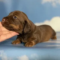 ACA Ruby dna OFA longhair , a female Miniature Dachshund for sale in Canton, OH – Photo 1 of 9