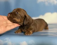 ACA Ruby dna OFA, a female Miniature Dachshund for sale in Canton, OH – Photo 1 of 9
