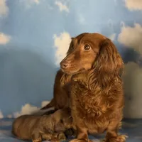 ACA Ruby dna OFA longhair , a female Miniature Dachshund for sale in Canton, OH – Photo 3 of 9