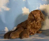 ACA Ruby dna OFA, a female Miniature Dachshund for sale in Canton, OH – Photo 2 of 9