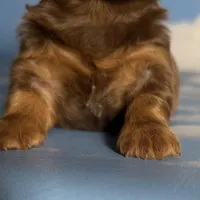 ACA Ruby dna OFA longhair , a female Miniature Dachshund for sale in Canton, OH – Photo 5 of 9