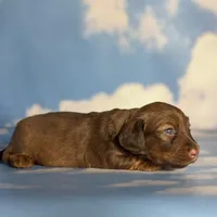 ACA Ruby dna OFA longhair , a female Miniature Dachshund for sale in Canton, OH – Photo 8 of 9