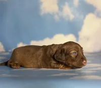 ACA Ruby dna OFA, a female Miniature Dachshund for sale in Canton, OH – Photo 8 of 9