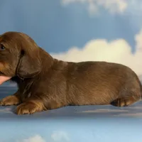 ACA Ruby dna OFA longhair , a female Miniature Dachshund for sale in Canton, OH – Photo 6 of 9