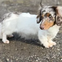 ACA Ruby dna OFA longhair , a female Miniature Dachshund for sale in Canton, OH – Photo 9 of 9