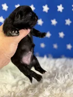 Akc Phoenix DNA OFA GC sired , a female Pekingese for sale in Canton, OH – 5 of 8