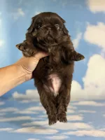 Akc Joco chocolate DNA OFA , a male Pekingese for sale in East Sparta, OH – 7 of 9