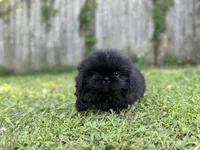Cashmere DNA OFA , a female Pekingese for sale in Canton, OH – 5 of 6