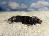 AKC Francesca SH Dappled Chic and DNA parents , a female Miniature Dachshund for sale in Canton, OH – 2 of 9