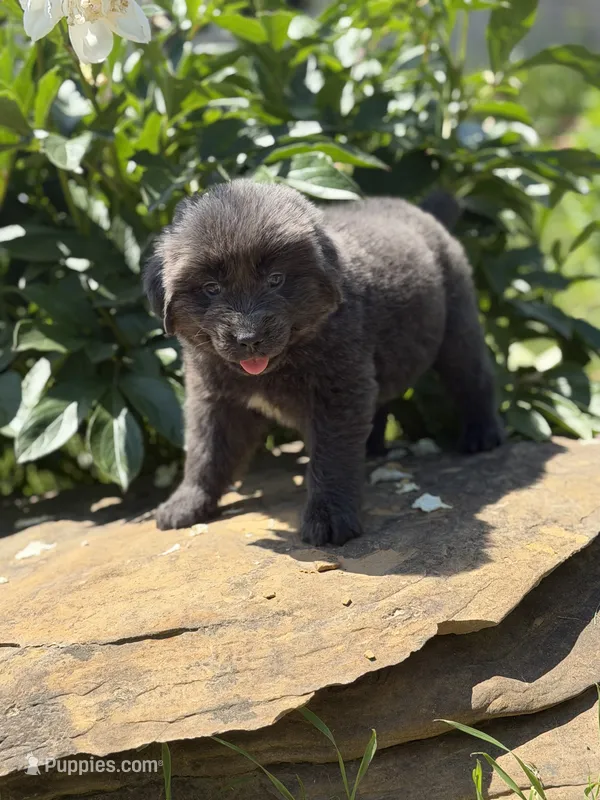 Phoebe DNA OFA – Newfoundland puppy for sale in Canton, OH
