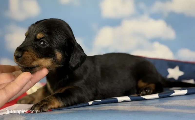 Akc panther LH DNA OFA – Miniature Dachshund puppy for sale in Canton, OH