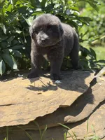 Phoebe DNA OFA, a female Newfoundland for sale in Canton, OH – 2 of 4
