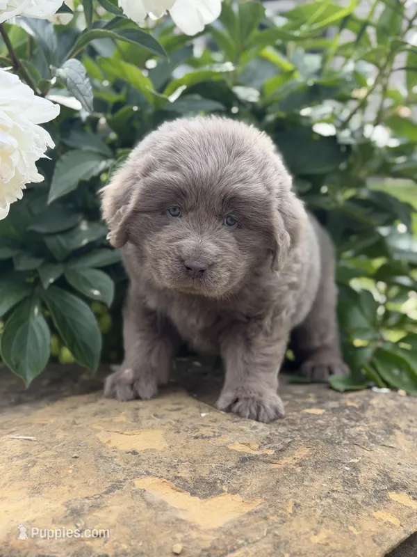 Phoenix OFA DNA  – Newfoundland puppy for sale in Canton, OH