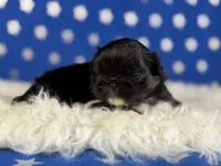 Akc Beyoncé DNA OFA , a female Pekingese for sale in Canton, OH – 5 of 7