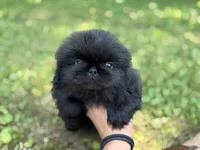 Cashmere DNA OFA , a female Pekingese for sale in Canton, OH – 4 of 6