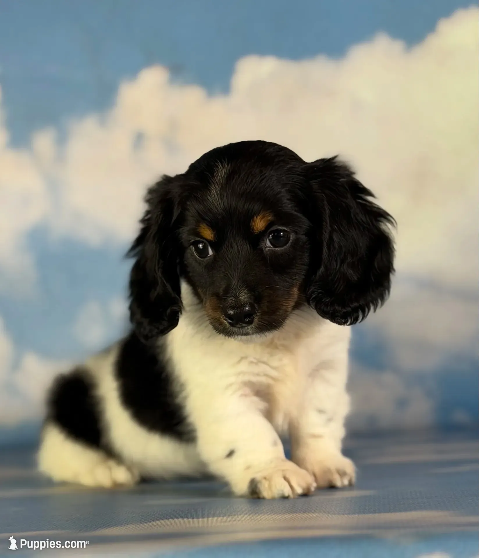 Akc Mandy PRA clear , a female Miniature Dachshund for sale in East Sparta, OH – 1 of 5