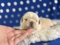 Akc jelly  chocolate covered cream DNA OFA , a male Pekingese for sale in Canton, OH – 5 of 5