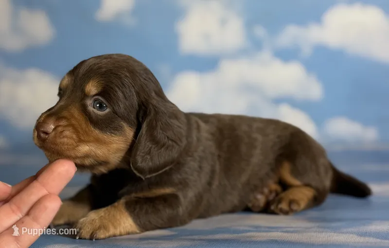Luca LH ACA Chic parents dna clear  – Miniature Dachshund puppy for sale in Canton, OH
