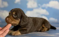 Luca LH ACA Chic parents dna clear , a male Miniature Dachshund for sale in Canton, OH – 1 of 5