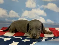 Akc Primrose SH blue and tan DNA OFA , a female Miniature Dachshund for sale in Canton, OH – 5 of 7