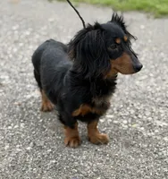 Akc Kassandra PRA clear OFA LH, a female Miniature Dachshund for sale in Canton, OH – 3 of 4