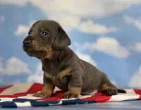 Akc piston blue and tan SH DNA OFA , a male Miniature Dachshund for sale in Canton, OH – 5 of 7