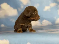 ACA Elliot LH PRA clear OFA Chic parents , a male Miniature Dachshund for sale in Canton, OH – 4 of 6