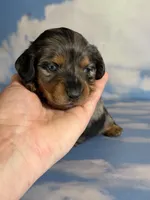 Akc LH Kirby DNA Clear , a male Miniature Dachshund for sale in Canton, OH – Photo 5 of 9