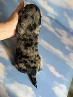 Akc LH Kirby DNA Clear , a male Miniature Dachshund for sale in Canton, OH – Photo 6 of 9