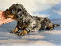 Akc LH Kirby DNA Clear , a male Miniature Dachshund for sale in Canton, OH – Photo 3 of 9
