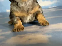 Akc LH Kirby DNA Clear , a male Miniature Dachshund for sale in Canton, OH – Photo 7 of 9