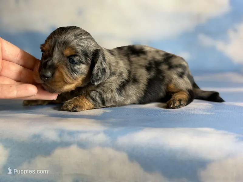 Akc LH Kirby DNA Clear  – Miniature Dachshund puppy for sale in Canton, OH