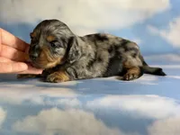 Akc LH Kirby DNA Clear , a male Miniature Dachshund for sale in Canton, OH – Photo 1 of 9