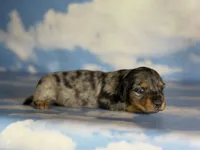 Akc LH Kirby DNA Clear , a male Miniature Dachshund for sale in Canton, OH – Photo 2 of 9