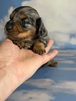 Akc LH Kirby DNA Clear , a male Miniature Dachshund for sale in Canton, OH – Photo 4 of 9