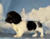 Akc Mandy PRA clear , a female Miniature Dachshund for sale in East Sparta, OH – 4 of 5