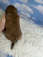 ACA Cassie red dappled LH parents are chic and DNA clear , a female Miniature Dachshund for sale in Canton, OH – 5 of 9
