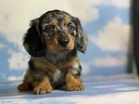Akc LH Kirby DNA Clear chocolate carrier , a male Miniature Dachshund for sale in Canton, OH – 1 of 10